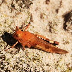 Brown grasshopper resting on sandy soil in natural light.