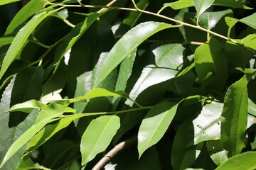 Close-up of bright green leaves on a tree branch under sunlight.