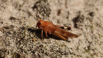 Close-up of a brown grasshopper on sandy terrain under sunlight.