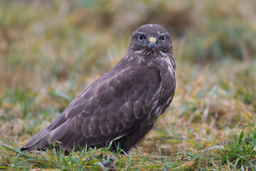 Common Buzzard - Buteo buteo on ground in green grass. Green background. Photo from Białowieża Forest in Poland.