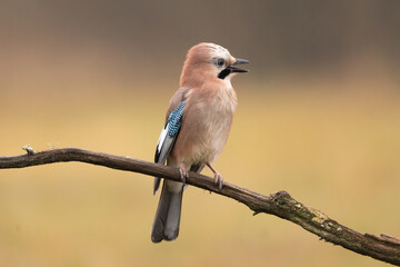 Eurasian jay - Garrulus glandarius perched at colorful background. Photo from Białowieża Forest in Poland.