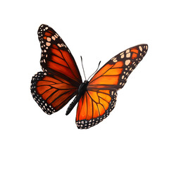 Obraz premium Monarch butterfly in nature colorful insect natural habitat close-up view beauty of wildlife
