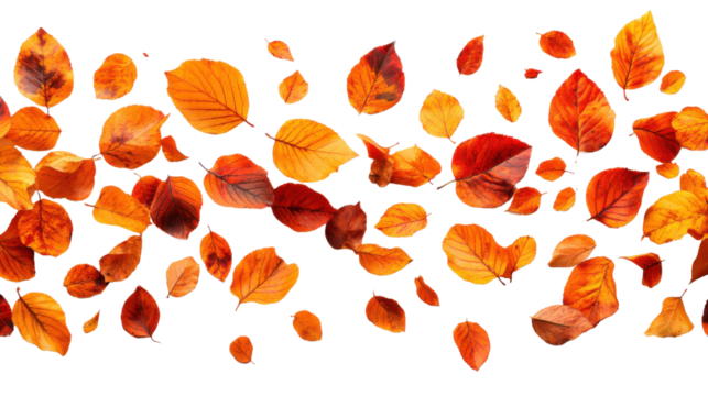 autumn leaves pattern isolated on white background