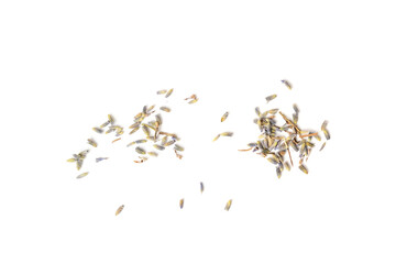 Dry lavender flowers isolated, scattered lavandula perfume buds, petals, fragrance lilac blossoms, herbs