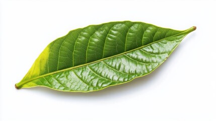 Obraz premium green cocoa leaf isolated on white