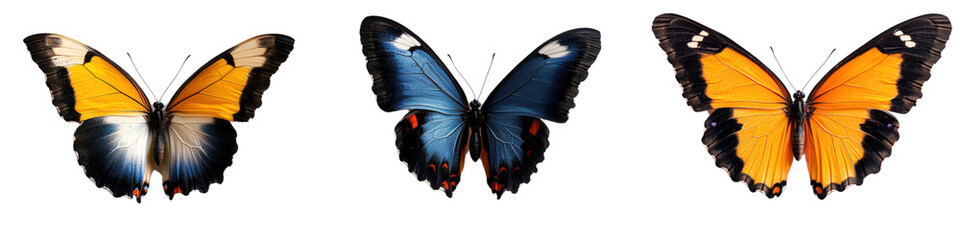 Three different colored butterflies on a black background displaying natural beauty and variety isolated on a white background