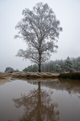 Ginkelse heide on a dutch winter day. With frost on trees

