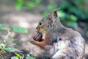 ニホンリスとクルミ