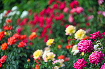 Roses flower garden in Volksgarten Vienna springtime