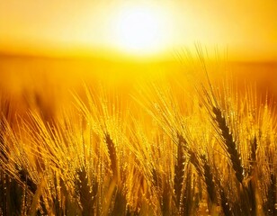 Obraz premium 太陽に照らされて輝く小麦畑の風景