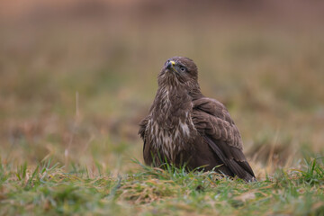 Common Buzzard - Buteo buteo on ground in green grass watching sky at green brown background. Photo from Białowieża Forest in Poland.	