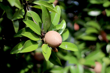 Fototapeta premium Sapodilla Fruit
