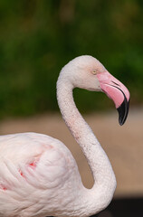 greater flamingo, (Phoenicopterus roseus),  close vertical portrait with sunlight