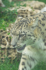 snow leopard, (Panthera uncia), portrait of his head, while walking