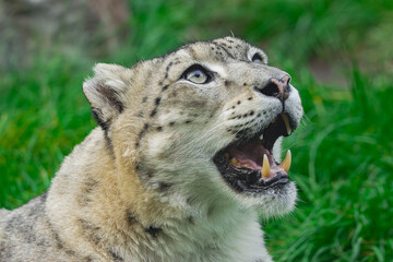 snow leopard, (Panthera uncia), portrait of his head, with his mouth open and looking up