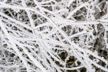 frost on the branches
