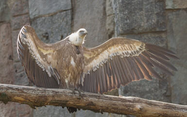 Eurasian griffon vulture, (Gyps fulvus), posing on a log, with its wings fully extended, to absorb the heat of the sun.
