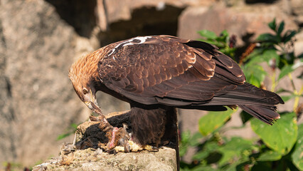 eastern imperial eagle, (Aquila heliaca), tearing apart its prey to eat it, on a rock