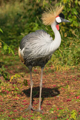 grey crowned crane, (Balearica regulorum), walking surrounded by vegetation