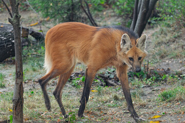 maned wolf, (Chrysocyon brachyurus), moving quickly through the forest