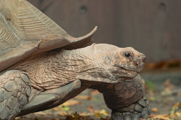 African spurred tortoise (Centrochelys sulcata), very close side portrait of his head while walking