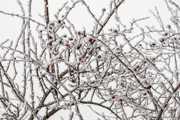 snow covered branches