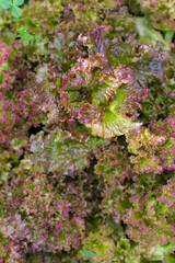 curly lettuce leaves in the garden. Harvesting, gardening