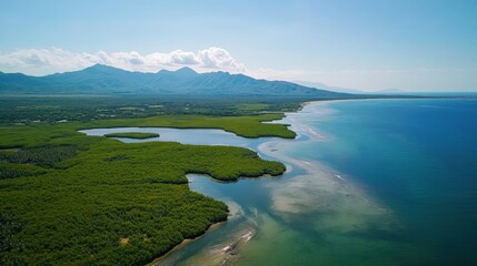 Fototapeta premium Aerial view of a lush green mangrove forest meeting the turquoise ocean under blue skies