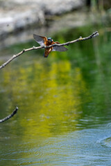 Kingfisher British Wildlife common kingfisher bird flying