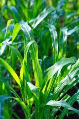 Green leaves of corn after rain in the vegetable garden. Natural background.