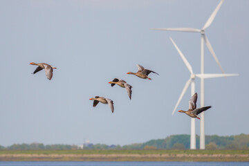 Ducks flying over a calm lake with wind turbines in the background on a clear day