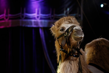 Camel performs in a circus ring showcasing skills while entertaining an audience under colorful...