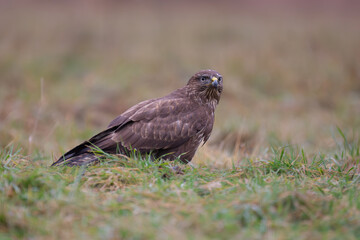 Common Buzzard - Buteo buteo on ground. Brown background. Photo from Białowieża Forest in Poland.
