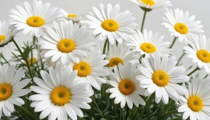 White daisies with yellow centers in a row on a clean white background, backdrop, uniform