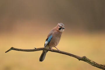 Eurasian jay - Garrulus glandarius perched at colorful background. Photo from Białowieża Forest in Poland.