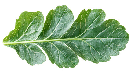 Obraz premium galbanum leaves isolated on white background