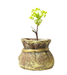branch with new shoots and buds of flowering maple in early spring in a ceramic pot. Isolated on white background. Isolated on transparent. png format available