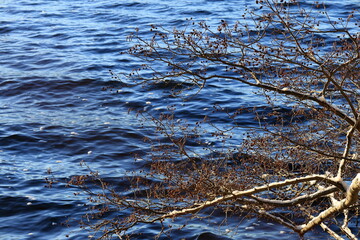 Alder tree at Mälaren lake. Winter of 2025. Stockholm, Sweden.