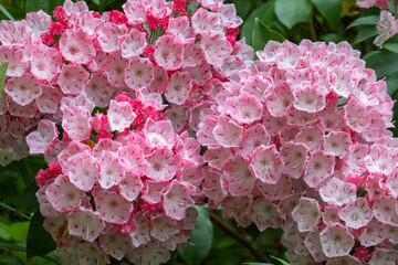 ピンクのカルミアの花房