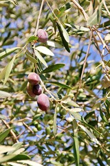 olive tree, ripening on an olive branch, Greek olives