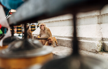 Lonely holy monkey sitting with kid surraunded prayer wheels in Swayambhunath or Monkey Temple in Kathmandu city, Nepal.