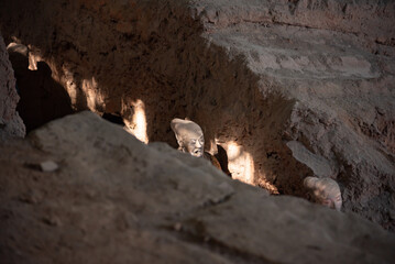 Terracotta army or warriors, famous historic landmark in Xian, China