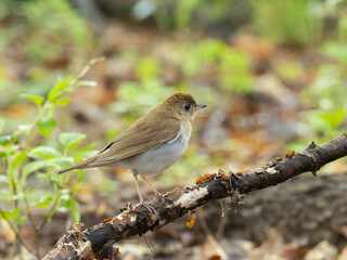 A Veery perched on a narrow branch in woodland