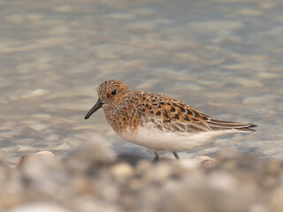 An adult Sanderling in bright alternate, summer plumage walking on the shoreline