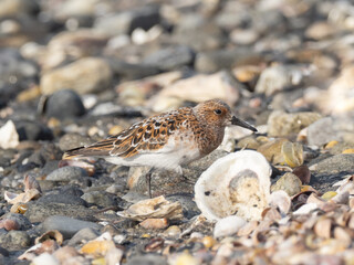 An adult Sanderling in bright alternate, summer plumage walking on the shoreline
