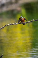Kingfisher British Wildlife common kingfisher bird flying