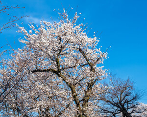 Full blooming cherry blossom tree, sakura blooming, in spring season all the town in Takayama, Japan, under clear blue sky