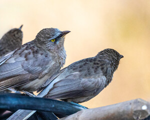 jungle babbler