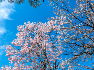 Full blooming cherry blossom tree, sakura blooming, in spring season all the town in Takayama, Japan, under clear blue sky