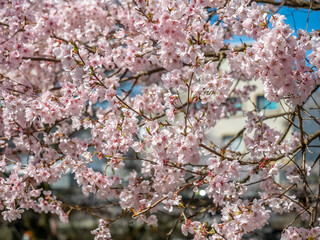Full blooming cherry blossom tree, sakura blooming, in spring season all the town in Takayama, Japan, under clear blue sky